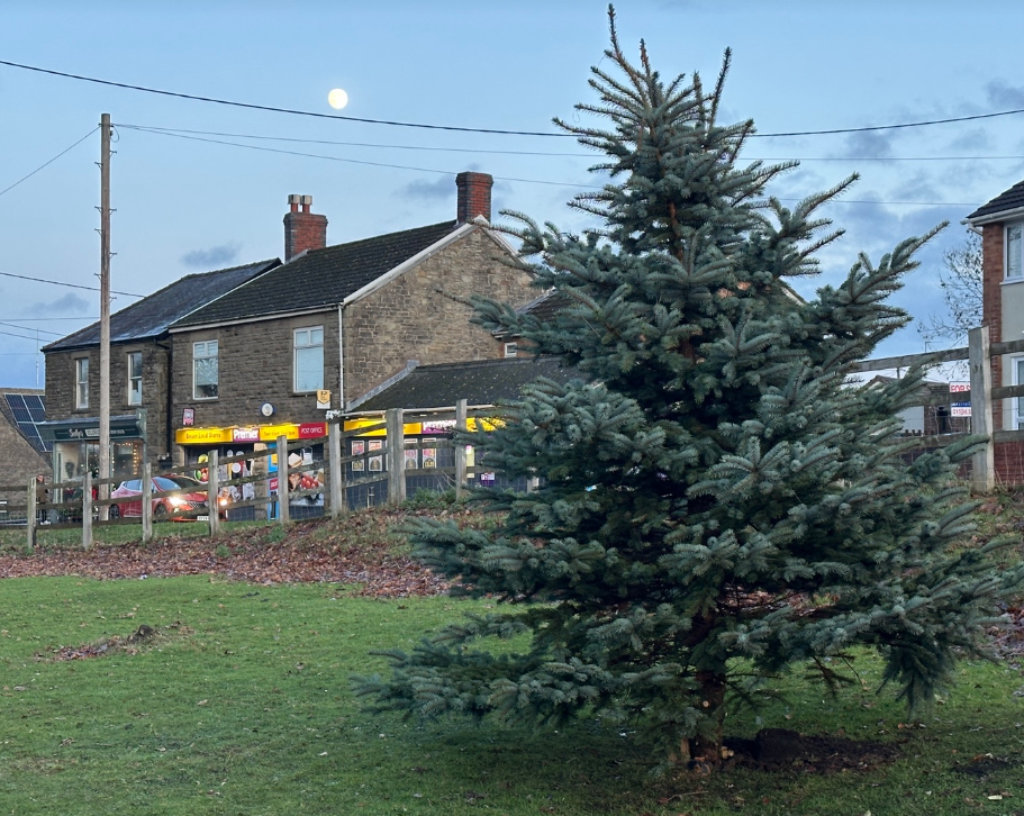 The tree is in position awaiting decoreation.